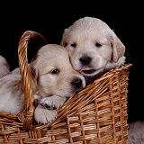 Golden Retriever pups, 1 month old, in a wicker basket