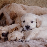 Golden Retriever pups, 1 month old