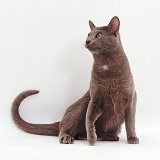 Siamese-cross cat