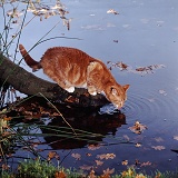 Red tabby cat drinking from lake edge