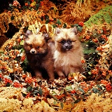 Pomeranian puppies in Autumn
