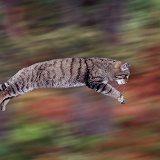Wild cat leaping