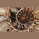 Pattern of sectioned ammonite