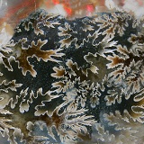 Pattern of polished ammonite