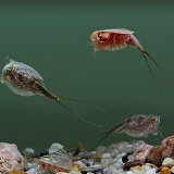 Tadpole Shrimps