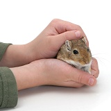 Holding a gerbil in hands