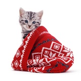 Silver tabby kitten in a woolly hat