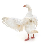 White goose flapping