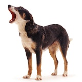 Border Collie yawning