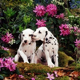 Dalmatian pups among Rhododendron flowers