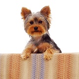 Yorkshire Terrier pup with its paws up