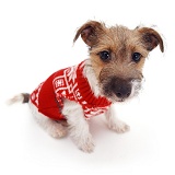 Jack Russell with Jersey on