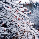 Snowy rosehips