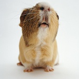 Guinea pig portrait