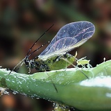 Winged green aphid and offspring