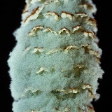 Horsetail cone with expanded spores