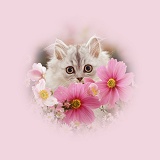 Persian kitten among flowers