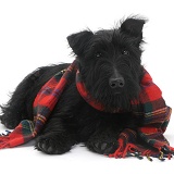 Scottie dog with a tartan scarf