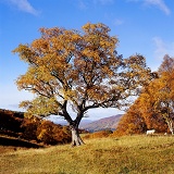 Autumnal Birch tree