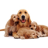 Golden Retriever with spaniel pups