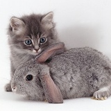 Blue tabby kitten with silver lop rabbit