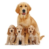 Golden Retriever with spaniel pups