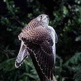 Young kestrel mantling over prey