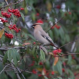 Waxwing on cotoneaster