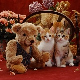 Kittens with teddy and mirror