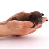 One day old puppy held in hands