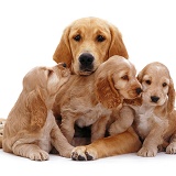 Spaniel pups with a Retriever