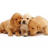 Trio of Labrador pups