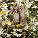 Burmese-cross kittens among meadow flowers