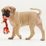 English Mastiff pup with ragger toy