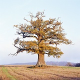 Ockley oak - Autumn 2004