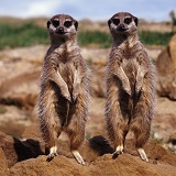 Meerkats standing