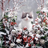 Kitten among snowy holly