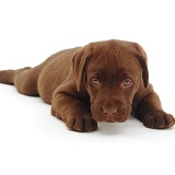 Chocolate Labrador pup