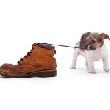 Jack Russell pup pulling a shoelace