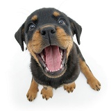 Rottweiler pup looking up with open mouth