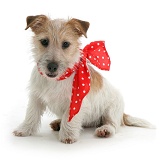 Jack Russell with red bow on