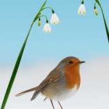 Robin and Spring Snowdrops