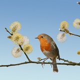 Robin on willow