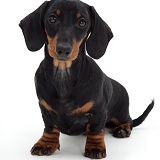 Black-and-tan Dachshund pup sitting