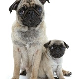 Pug mother and pup