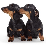 Pair of Dachshund pups