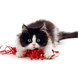 Black-and-white kitten with parcel tape