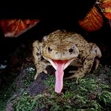 Toad eating an earwig