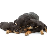 Rottweiler mother and pups
