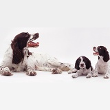 Spaniel and pups